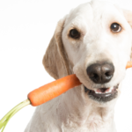 De Moro-soep: Een natuurlijk middel bij diarree bij jouw hond