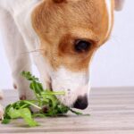 Kan jouw hond vegetarisch eten? Dit móét je weten!