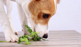 Kan een hond vegetarisch eten?