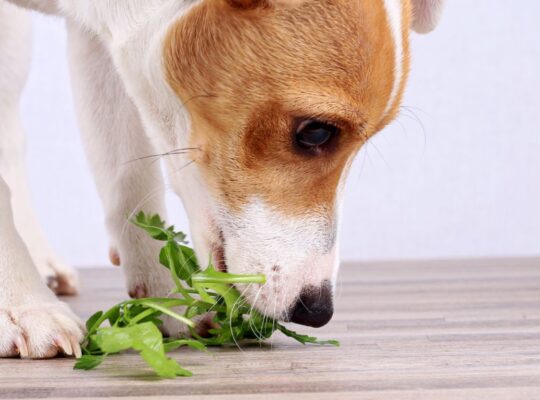 Kan een hond vegetarisch eten?