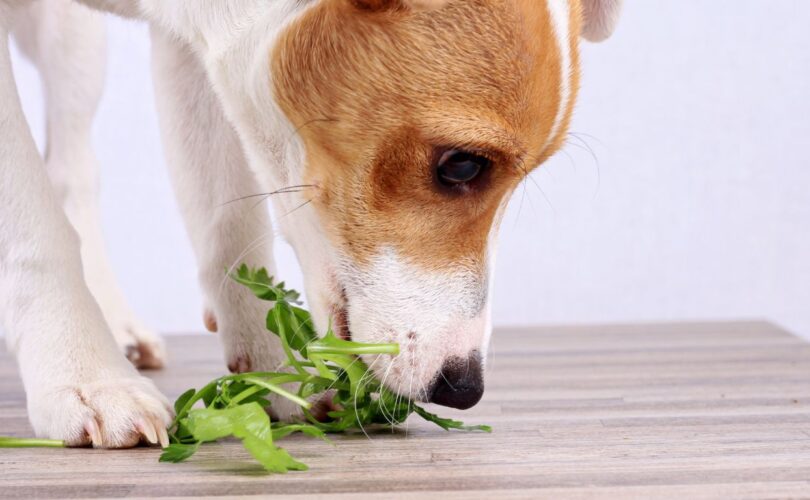 Kan een hond vegetarisch eten?