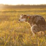 Wat vertelt de poep van je hond over zijn gezondheid?
