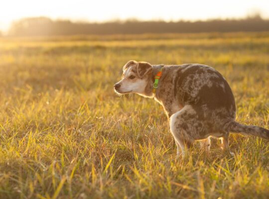 Gele poep hond – wat de kleur van de ontlasting kan betekenen
